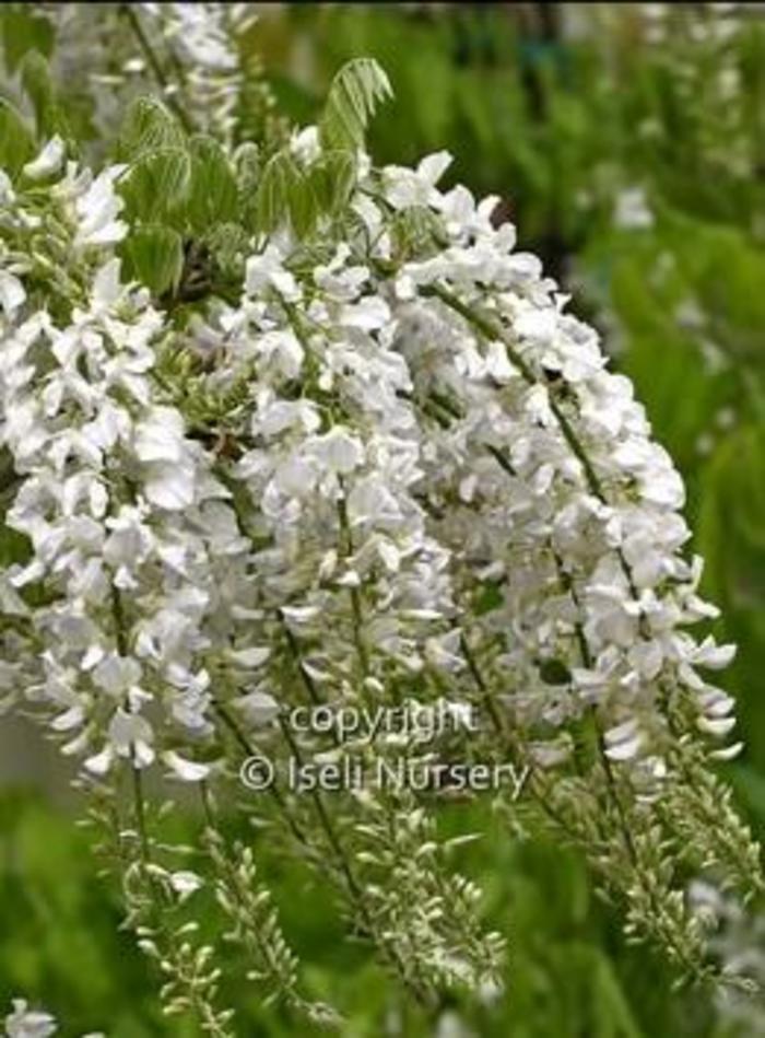 White Japanese Wisteria - Wisteria floribunda 'Longissima Alba' from Gateway Garden Center