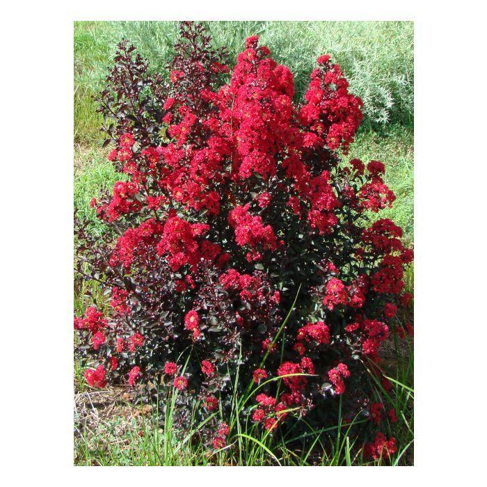 Double Dynamite Crape Myrtle - Lagerstroemia indica 'Double Dynamite' from Gateway Garden Center