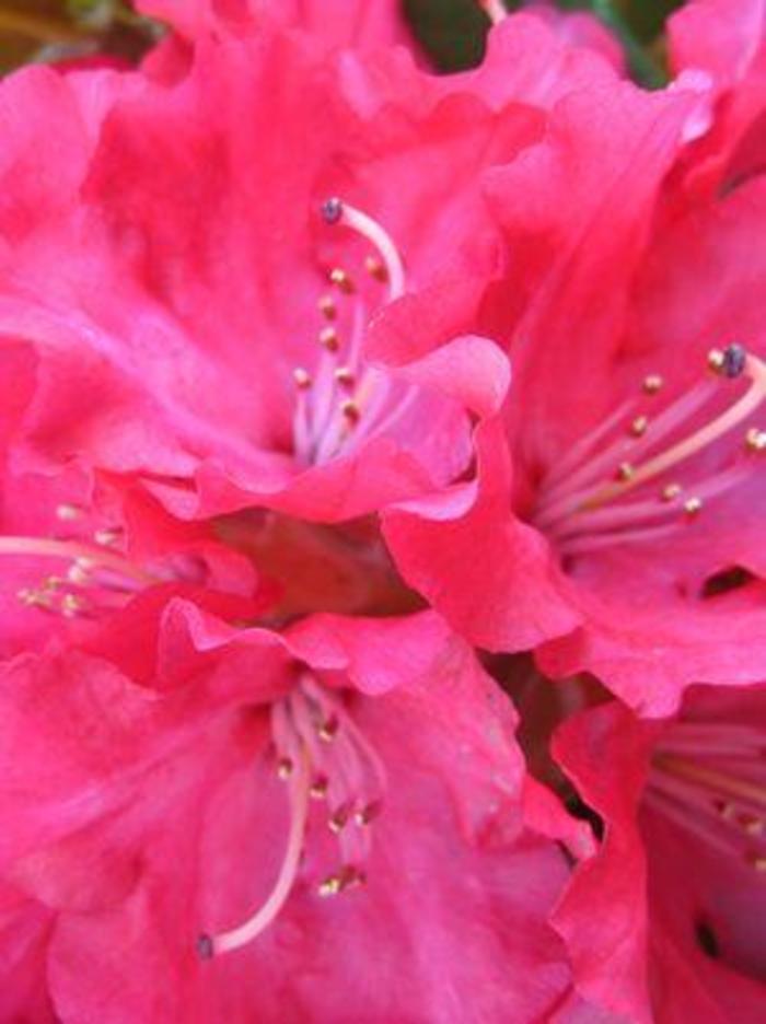 Hybrid Rhododendron - Rhododendron 'Skookum' from Gateway Garden Center