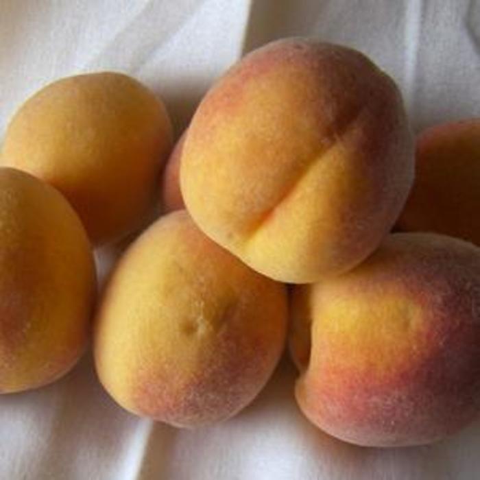 Elberta Peach - Prunus persica 'Elberta' from Gateway Garden Center