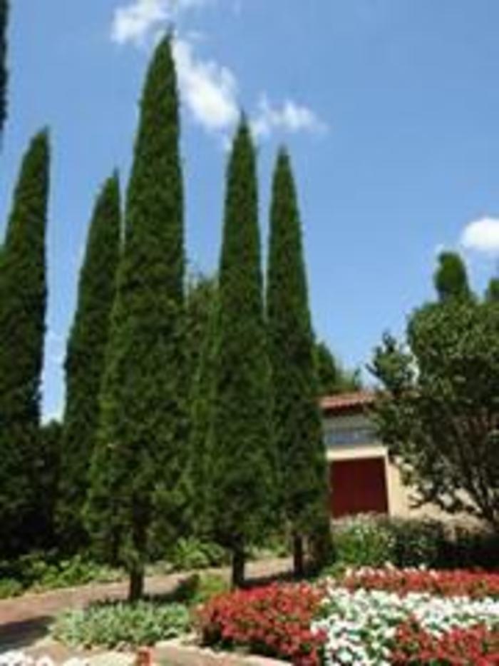 Eastern Red Cedar - Juniperus virginiana 'Taylor' from Gateway Garden Center