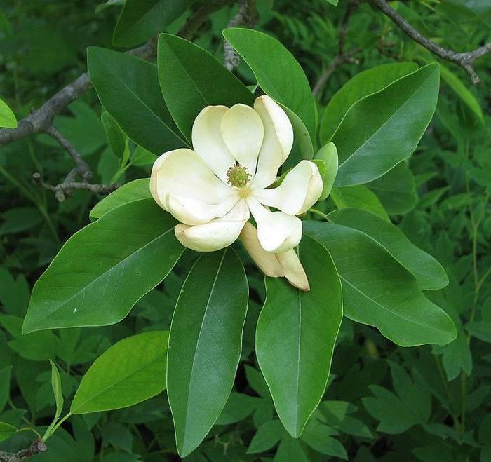 Sweetbay Magnolia - Magnolia virginiana 'Green Mile' from Gateway Garden Center