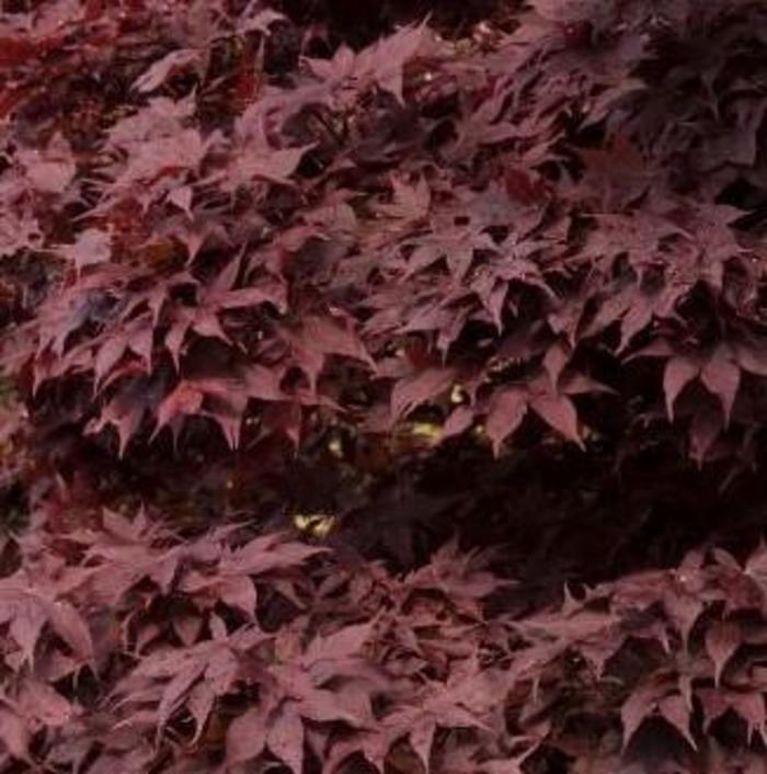 Japanese Red Maple - Acer palmatum 'Bloodgood' from Gateway Garden Center