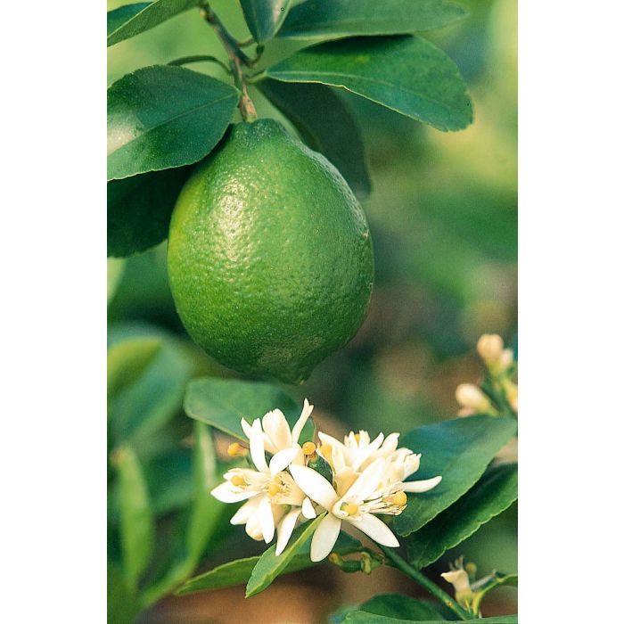 Seedless Lime - Citrus x latifolia 'Bearss Seedless' from Gateway Garden Center