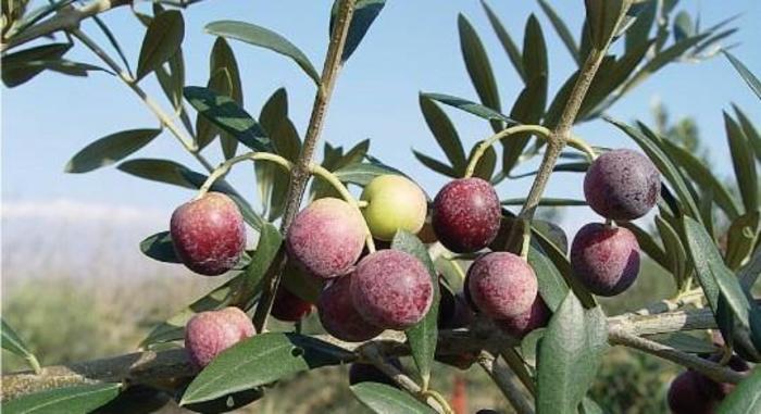 Mediterranean Olive - Olea europaea 'Arbequina' from Gateway Garden Center