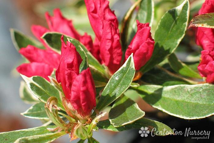 Variegated Azalea - Rhododendron x 'Variegated' from Gateway Garden Center