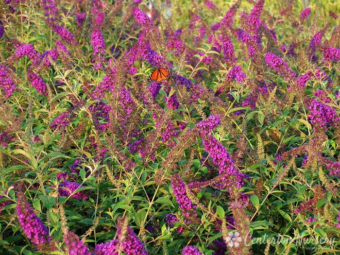Butterfly Bush - Buddleia davidii 'Guinevere' from Gateway Garden Center