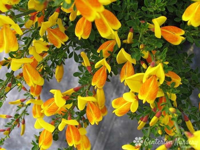 Madame Butterfly Broom - Cytisus x scoparius 'Madame Butterfly' from Gateway Garden Center