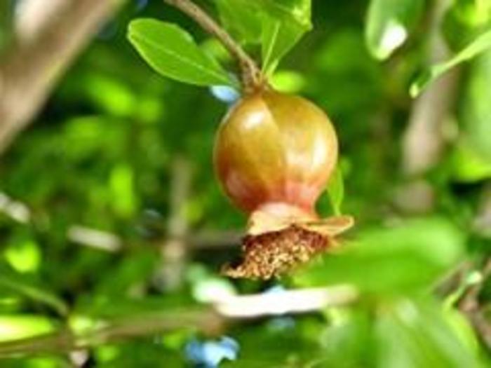 Wonderful Pomegranate - Punica granatum 'Wonderful' from Gateway Garden Center