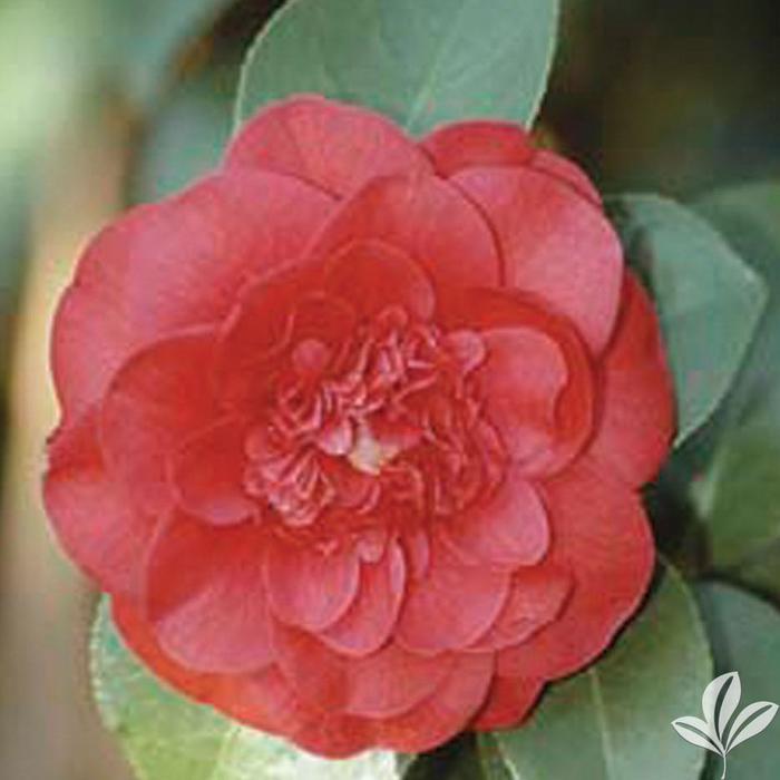 Spring Blooming Camellia - Camellia japonica 'Fire Falls' from Gateway Garden Center