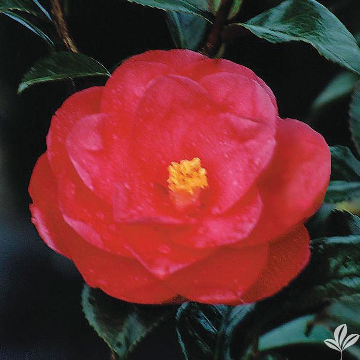 Spring Blooming Camellia - Camellia japonica 'Flame' from Gateway Garden Center