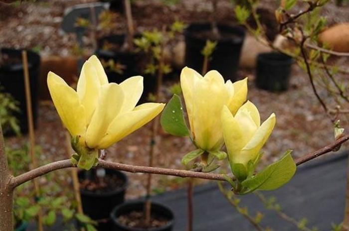 Hybrid Magnolia - Magnolia x 'Golden Gift' from Gateway Garden Center