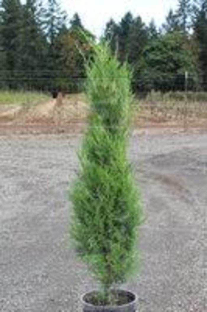 Eastern Red Cedar - Juniperus virginiana 'Emerald Feather' from Gateway Garden Center