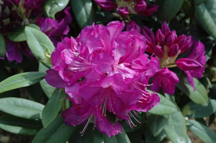 Rhododendron - Rhododendron 'Purple Passion' from Gateway Garden Center