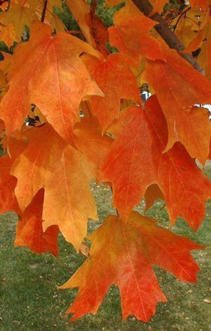 Sugar Maple - Acer saccharum 'Fall Fiesta' from Gateway Garden Center