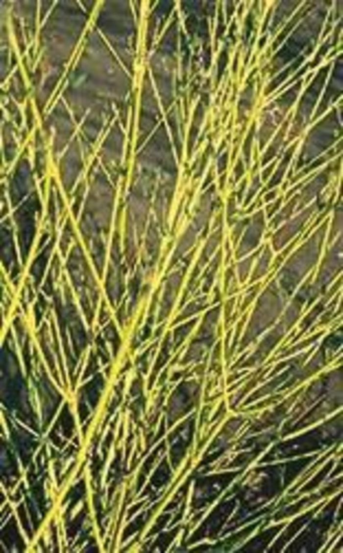 Yellow Stem Dogwood - Cornus sericea 'Bud's Yellow' from Gateway Garden Center