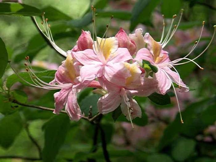 Piedmont Azalea - Rhododendron x 'Earl's Angel' from Gateway Garden Center