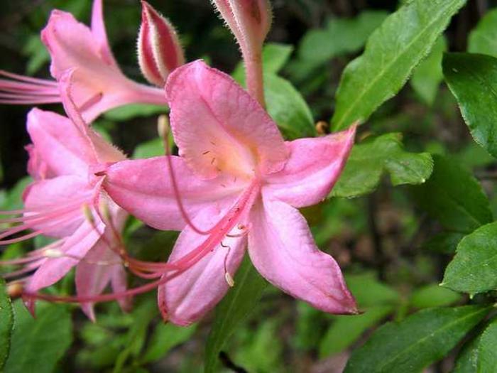 Deciduous Hybrid Azalea - Rhododendron x 'Pennsylvania' from Gateway Garden Center