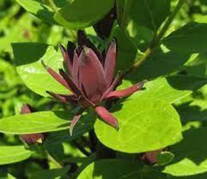 Sweetshrub - Calycanthus floridus 'Michael Lindsey' from Gateway Garden Center