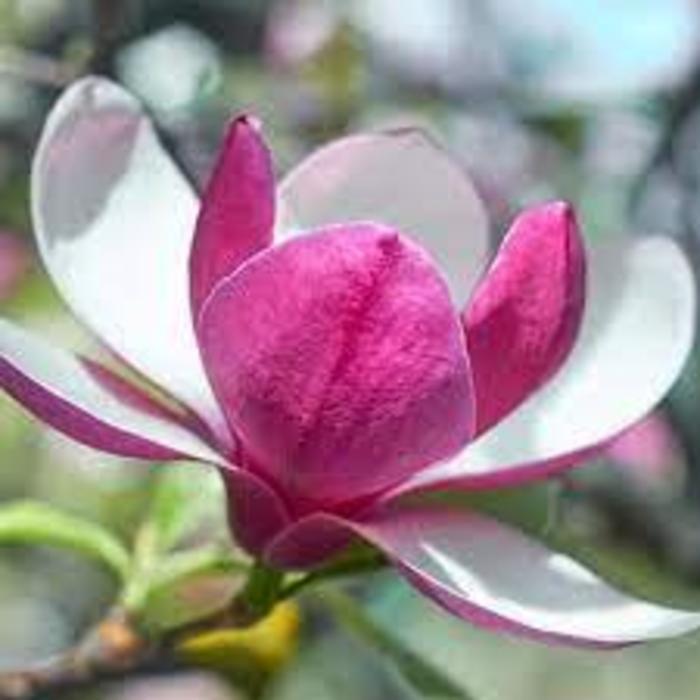 Magnolia - Magnolia x 'March til Frost' from Gateway Garden Center