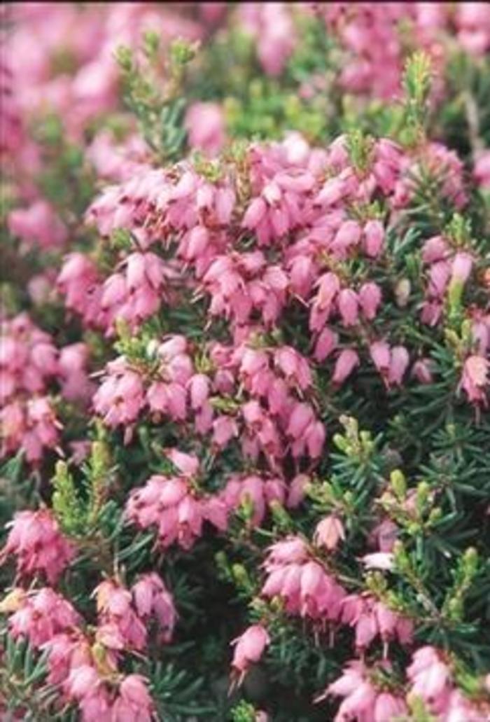 Winter Heath - Erica x darleyensis 'Mediterranean Pink' from Gateway Garden Center