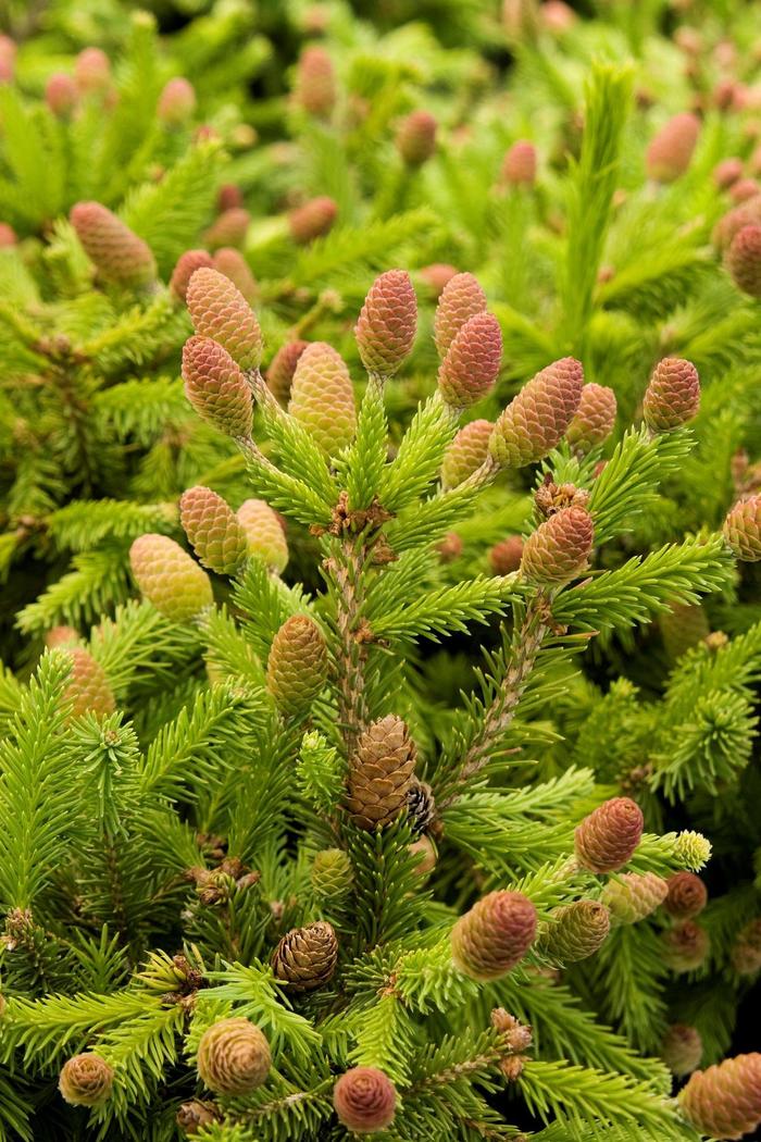 Norway Spruce - Picea abies 'Pusch' from Gateway Garden Center