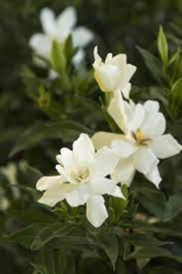 Gardenia - Gardenia jasminoides 'Frost Proof' from Gateway Garden Center