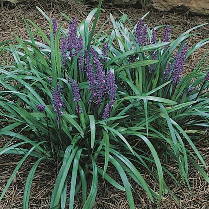 Royal Purple Lilyturf - Liriope muscari 'Royal Purple' from Gateway Garden Center
