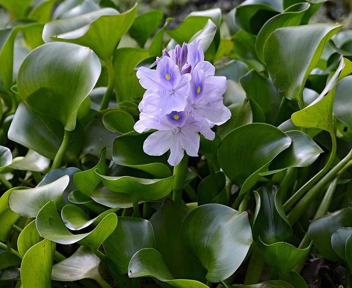 Floaters - Water Hyacinth from Gateway Garden Center