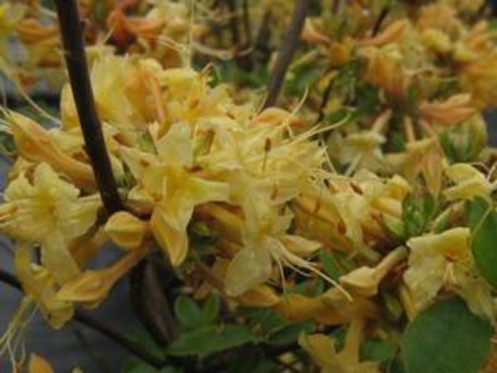 Deciduous Azalea - Rhododendron 'My Mary' from Gateway Garden Center