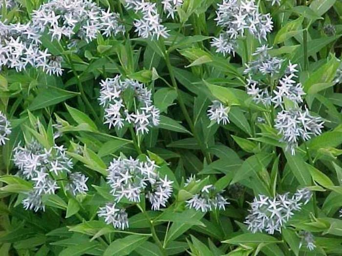 Amsonia tabernaemontana var. salicifolia - Eastern Blue Star Amsonia from Gateway Garden Center