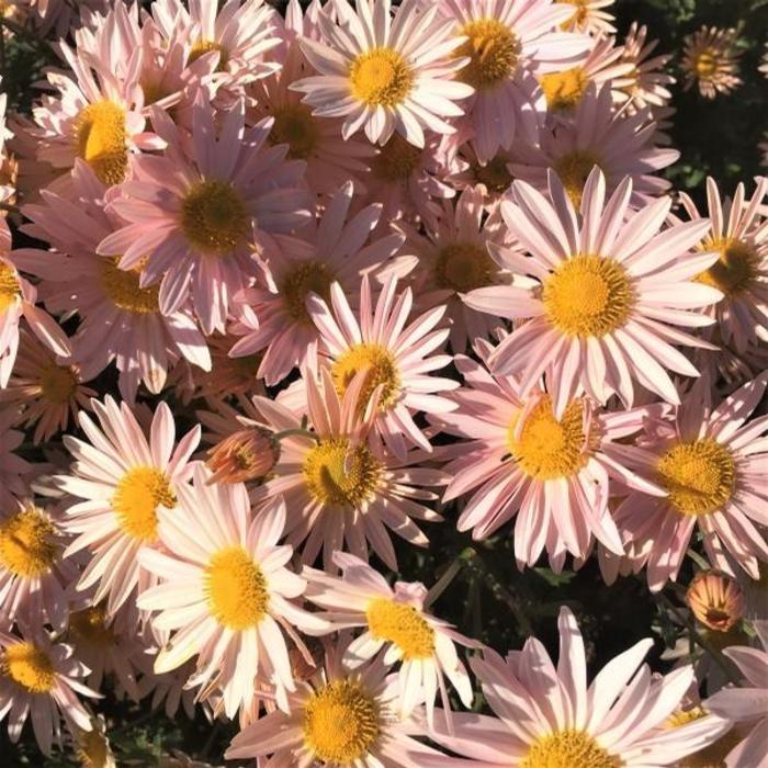 Perennial Chrysanthemum - Dendranthema 'Sheffield Pink' from Gateway Garden Center