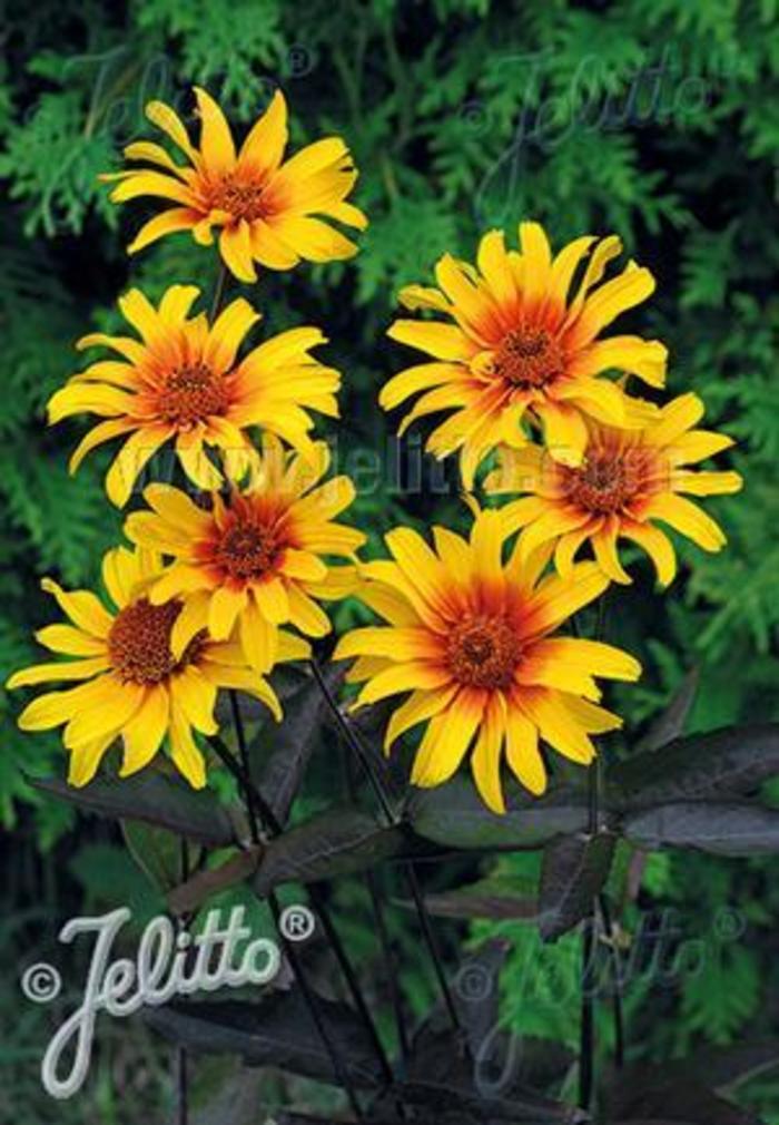 Smooth Oxeye 'Burning Hearts' - Heliopsis helianthoides var. scabra 'Burning Hearts' from Gateway Garden Center