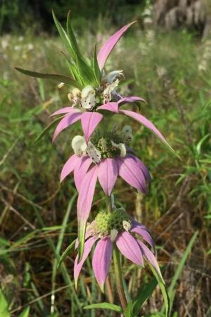 Dotted Horsemint or Spotted Beebalm - Monarda punctata from Gateway Garden Center