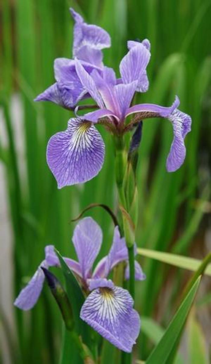 Blue Flag - Iris versicolor from Gateway Garden Center
