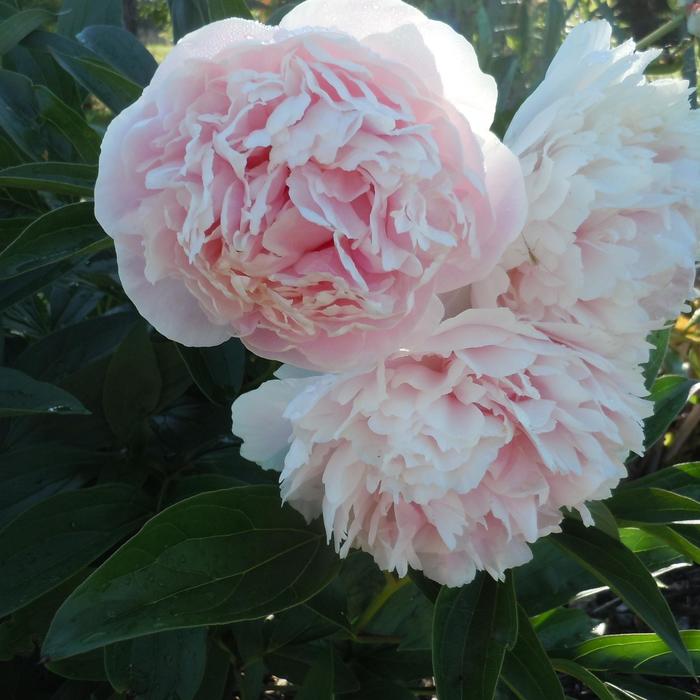 Shirley Temple Peony - Paeonia lactiflora 'Shirley Temple' from Gateway Garden Center