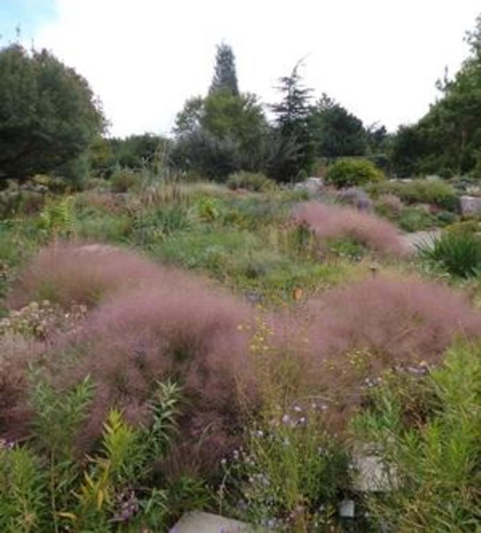 Ruby Muhly Grass 'Undaunted®' - Muhlenbergia reverchonii Undaunted® from Gateway Garden Center