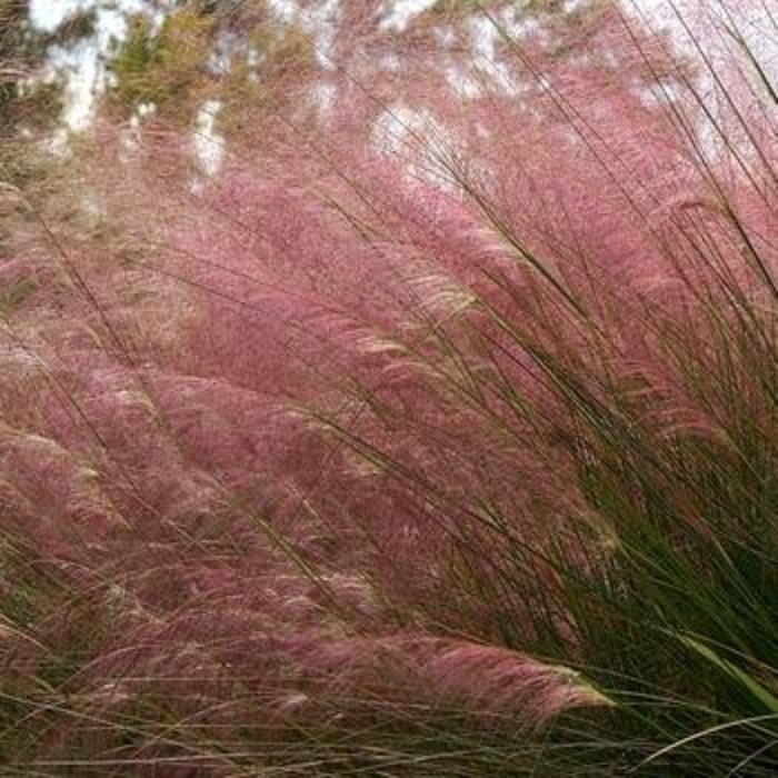 Pink Muhly Grass - Muhlenbergia capillaris from Gateway Garden Center