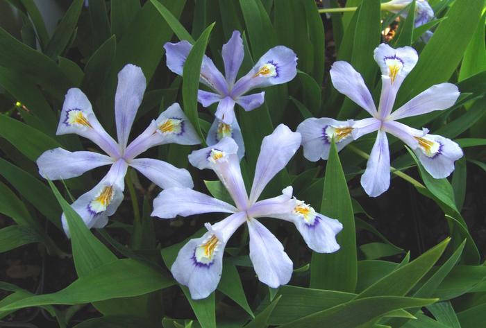 Dwarf Crested Iris - Iris cristata 'Powder Blue Giant' from Gateway Garden Center