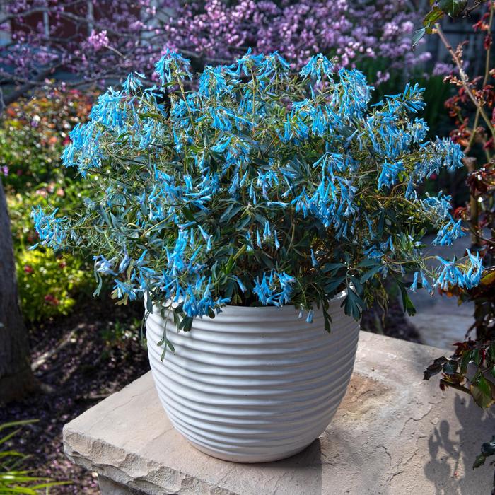 Porcelain Blue ™ Corydalis - Corydalis flexuosa 'Porcelain Blue' ™ from Gateway Garden Center
