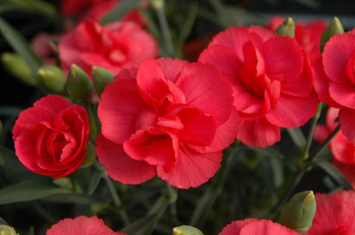 Rosebud Pinks or Mini Carnation - Dianthus 'Rosebud' from Gateway Garden Center