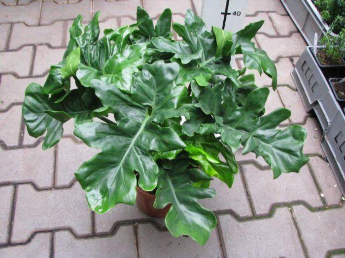 Philodendron - General - Philodendron (Thaumatophyllum) from Gateway Garden Center
