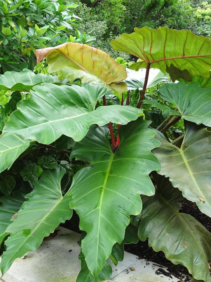 Philodendron 'Weeks Red' - Philodendron from Gateway Garden Center
