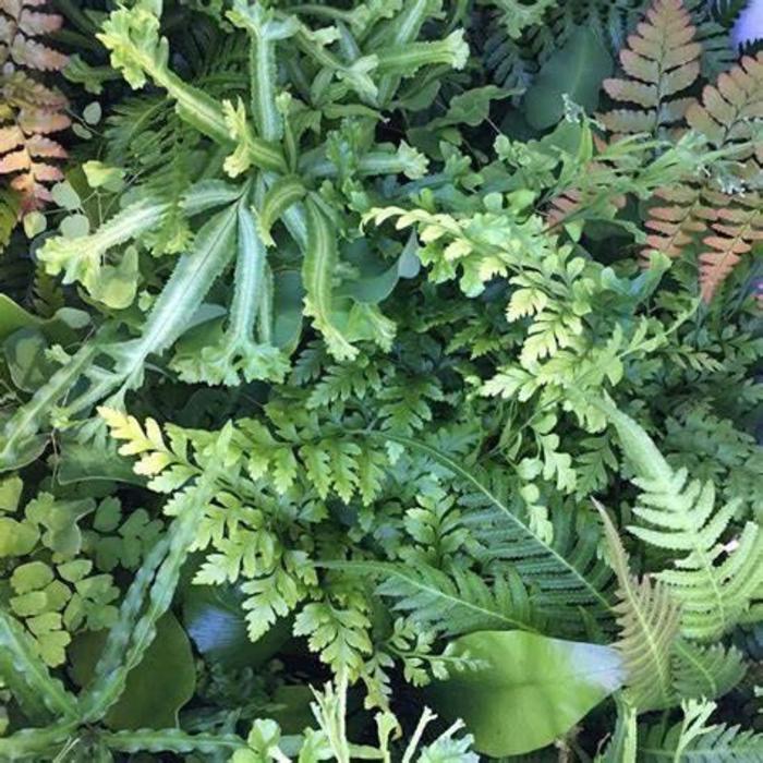 Ferns - Assorted Fern from Gateway Garden Center