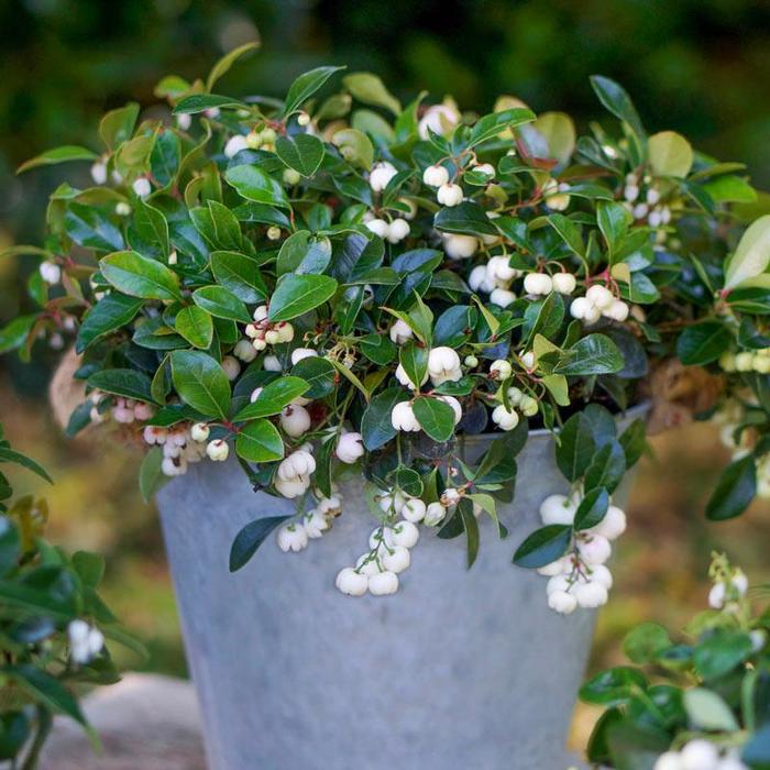 Wintergreen - Gaultheria procumbens 'Peppermint Pearl' from Gateway Garden Center
