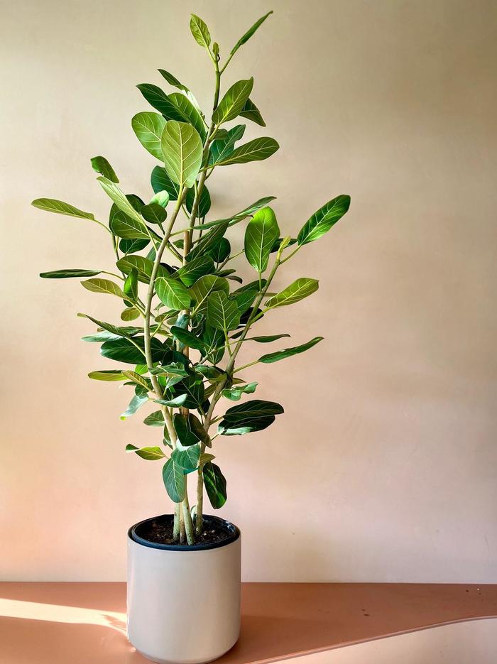 Ficus 'Audrey' - Ficus benghalensis from Gateway Garden Center