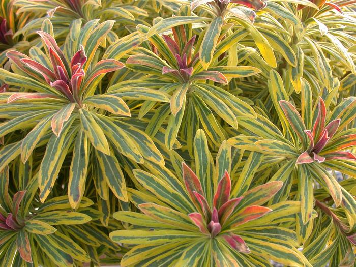 Ascot Rainbow Spurge - Euphorbia martinii 'Ascot Rainbow' from Gateway Garden Center
