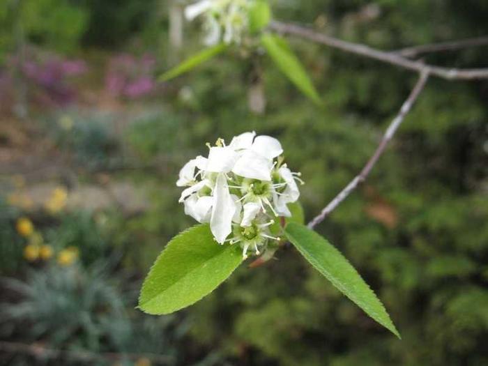 Serviceberry - Amelanchier x-grandiflora 'Princess Diana' from Gateway Garden Center