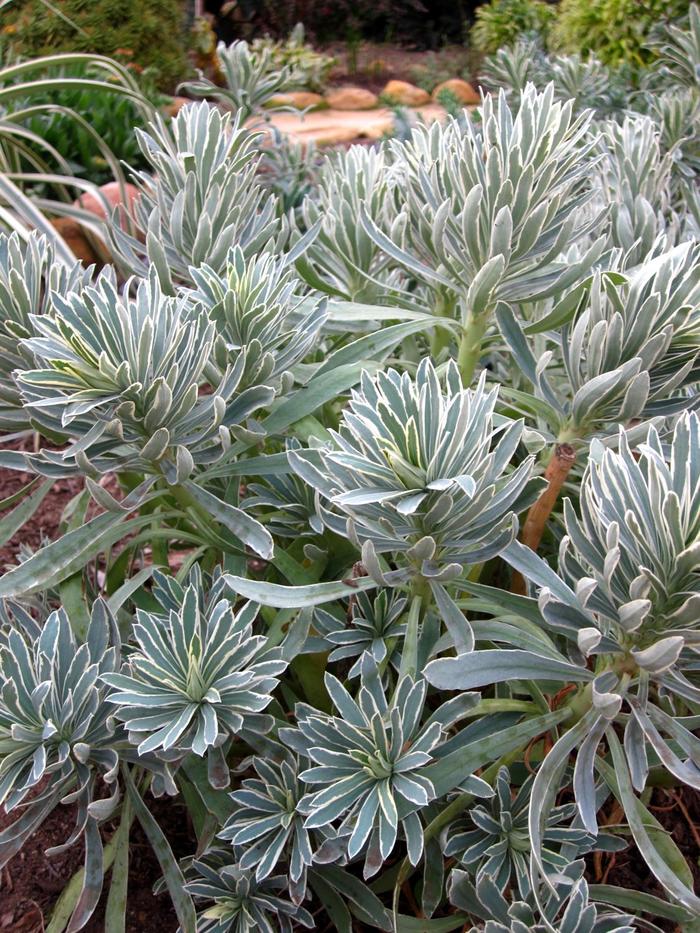 Glacier Blue Euphorbia - Euphorbia characias 'Glacier Blue' from Gateway Garden Center