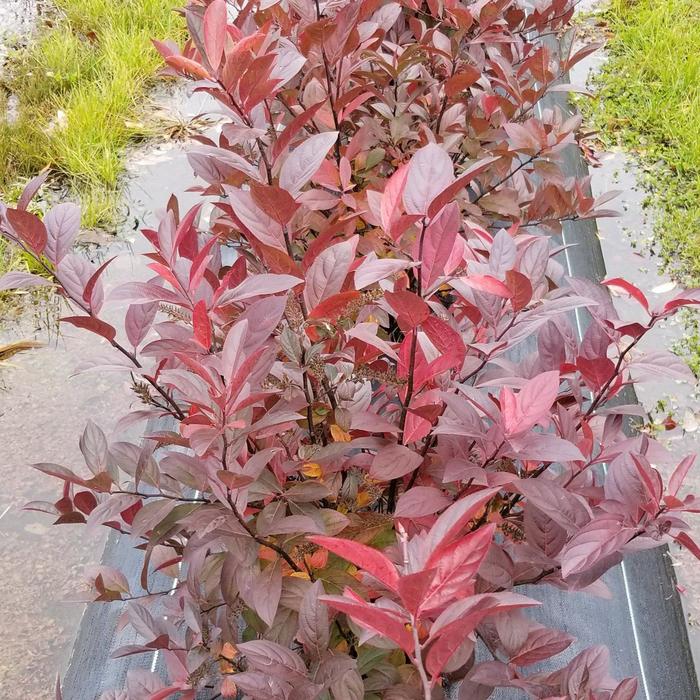 Sweetspire - Itea virginica 'Fountains of Rouge' from Gateway Garden Center